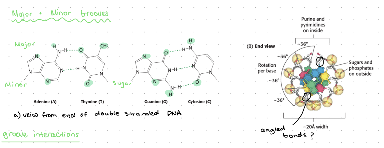 <p>due to the way the bases bind to the backbone</p><p>base pairs further for major groove</p>