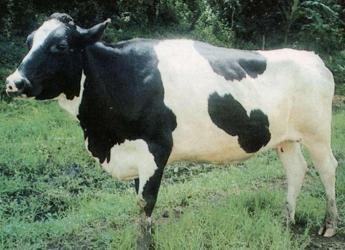 <p>This breed is the highest milk  producers of all the dairy breed (ave 4,500L)</p>