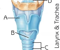 <p>Thyroid cartilage (View 2)</p>