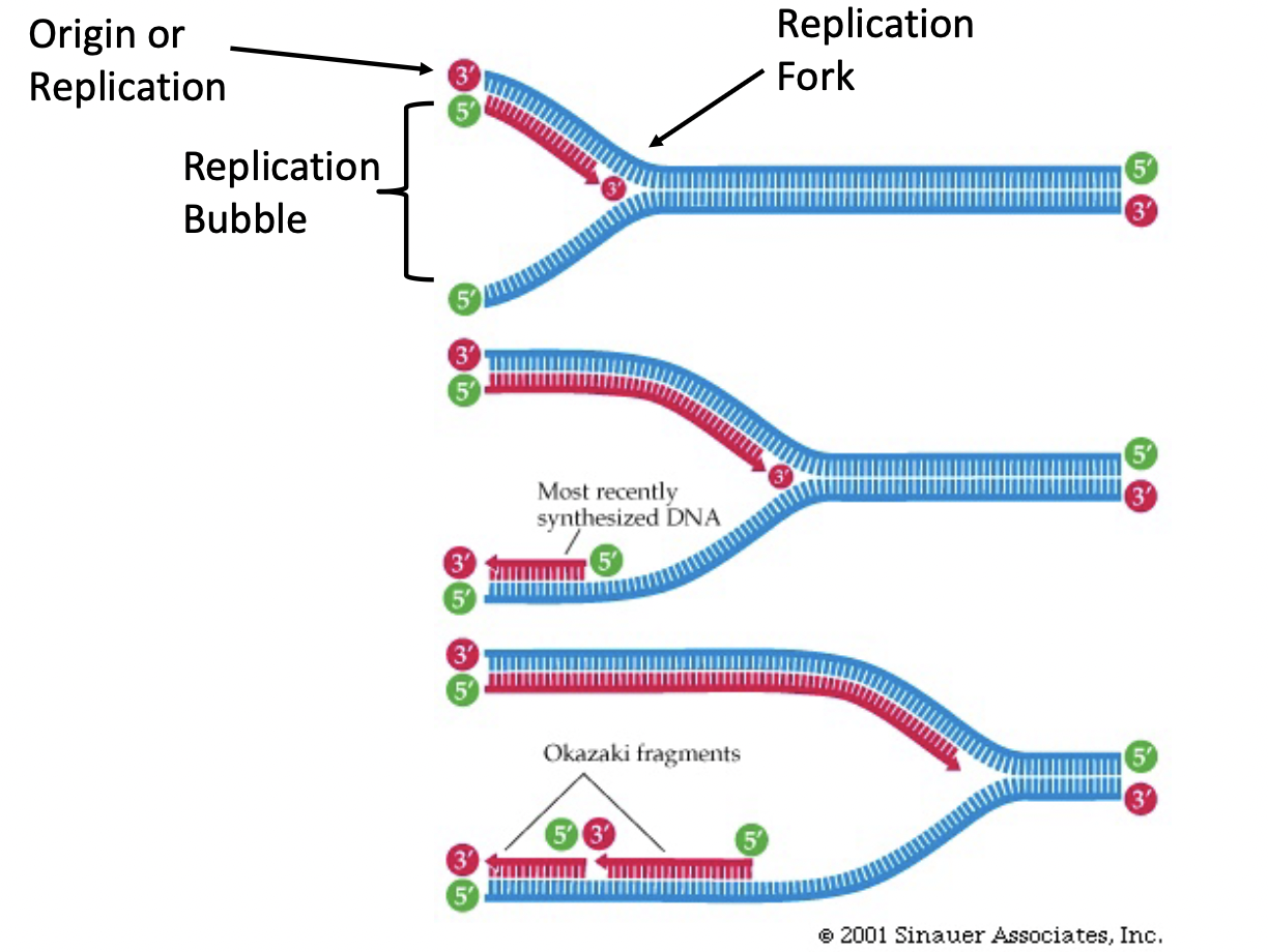 <ul><li><p>helicases unwind the DNA in each direction from the origin of replication</p></li><li><p>bubble forms with replication forks on either end where the old double stranded DNA is being split to act as the template for the formation of 2 new strands</p></li></ul>