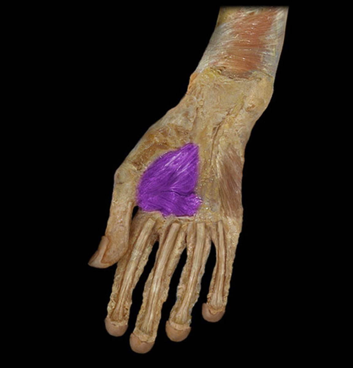 <p>adducts thumb</p><p>between the thumb and the digits</p><p>proximal to capitate and bases of metacarpals 2 and 3</p><p>distal to proximal pharynx of thumb</p>
