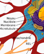 <p>ils font 20 à30nm de diamètre</p><p>polarisé et l’ext + subit plus facilement une phosphorylation</p><p>sont orientés de manière UNIPOLAIRE =&nbsp;</p><p>(-) est du coté le plus proche du péricaryon</p><p>(+) est du coté le plus loin du péricaryon</p>