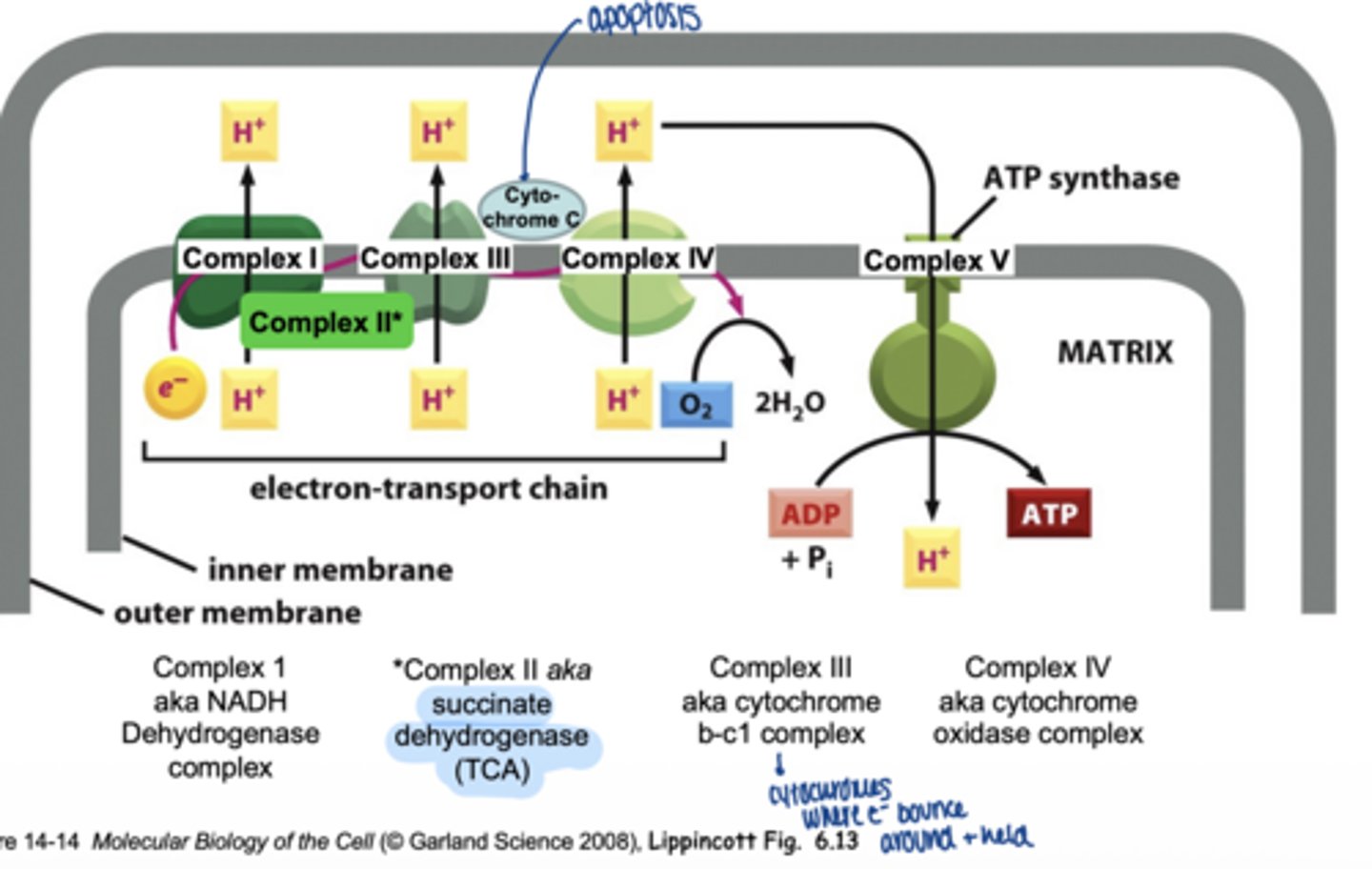 <p>I = NADH dehydrogenase complex</p><p>II = succinate dehydrogenase (TCA)</p><p>III = cytochrome b-c1 complex</p><p>IV = cytochrome oxidase complex</p>
