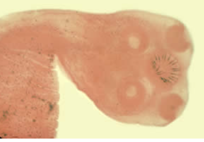 <p>4 suckers, double row of hooks</p>