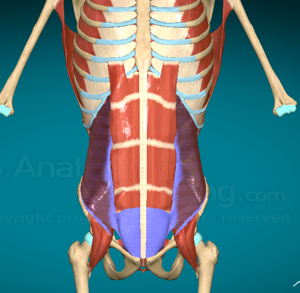<p>What does the Transversus Abdominis do?</p>