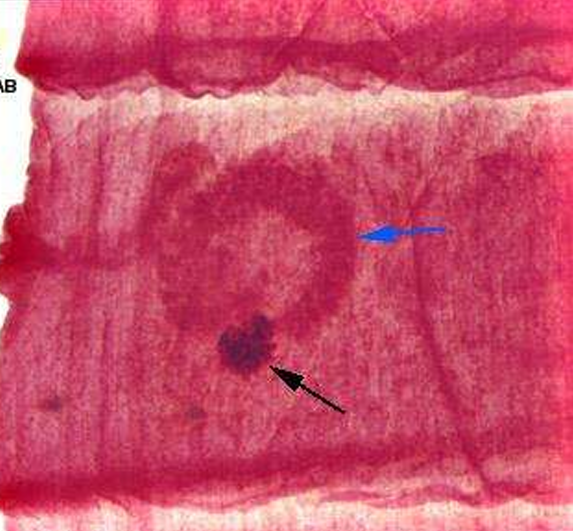 <p>species</p><p>parts</p><p>stage</p>