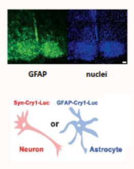 <ul><li><p>GFAP is a marker for astrocytes&nbsp;</p></li><li><p>nuclei marks all cells&nbsp;</p></li><li><p>this shows the distribution of astrocytes within the SCN&nbsp;</p></li><li><p>also shows that CRY-1 is expressed in astrocytes&nbsp;</p></li></ul><p></p>