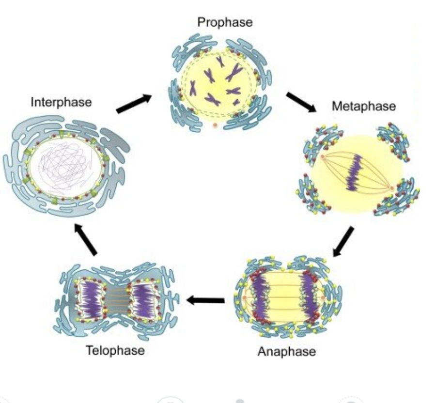 <p>telophase</p>