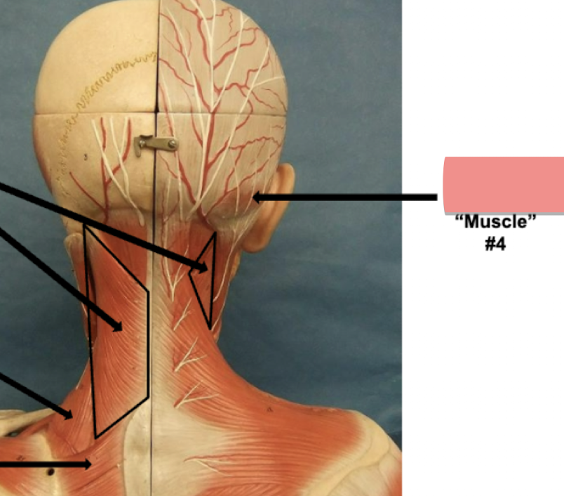 <p>Label muscle #4 </p>