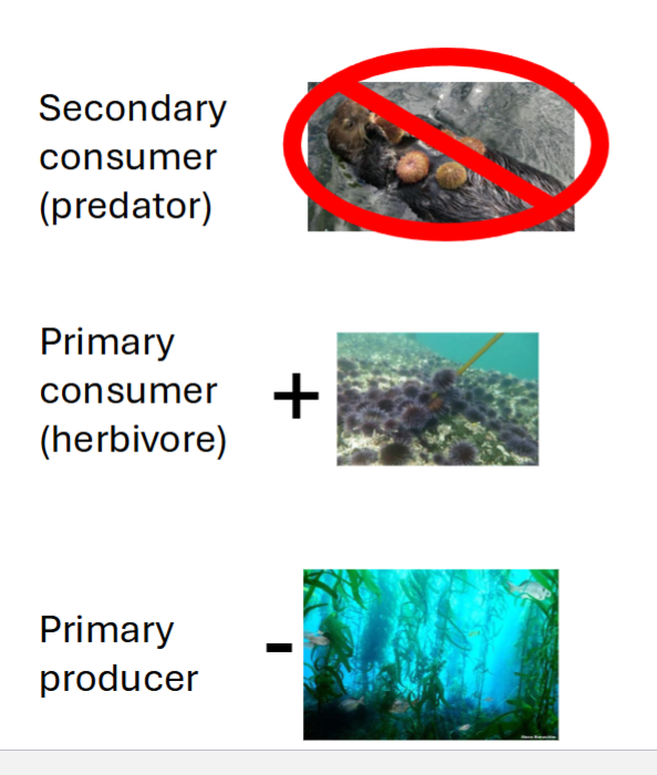<p>Many kelp species exist along shore</p><p>Many invertebrates (herbivores) graze on kelp</p><p>Otter = Highest trophic level in the Kelp ecosystem</p><p></p><ul><li><p>Sea otter + fur trade = Extirpation</p></li></ul><p></p><p>Removing sea otter = reduced kelp population</p><p></p>