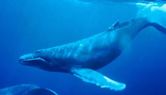 <p>humpback whale</p>