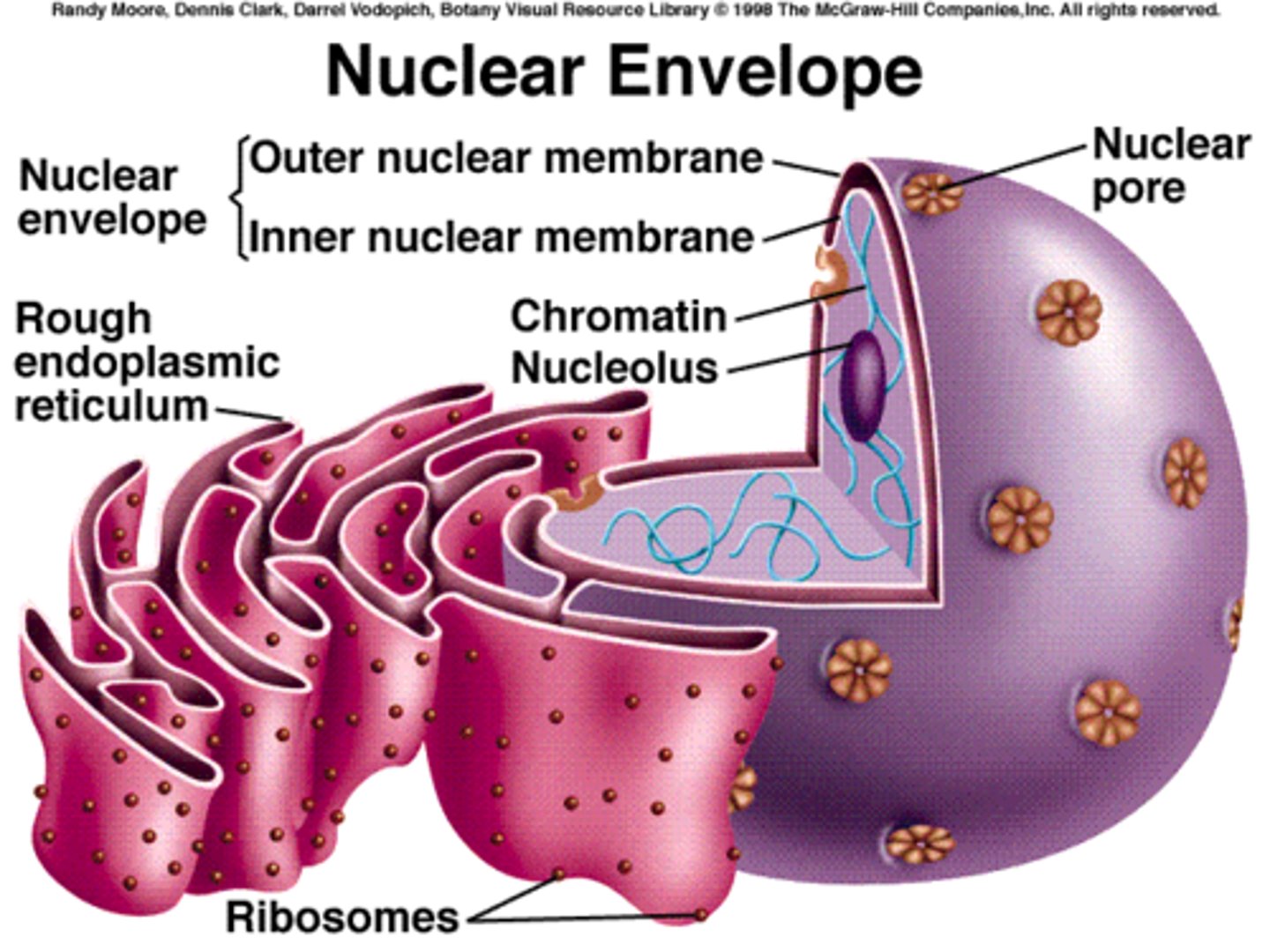 <p>function: encloses the nucleus separating from cytoplasm, 2x membrane each bilayer associated with proteins</p><p>Structure: picture</p>