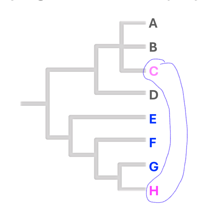 <p>Two or more organisms that have a trait in common, but evolved it independently</p><p>(does <em>not</em> include the most recent common ancestor)</p>