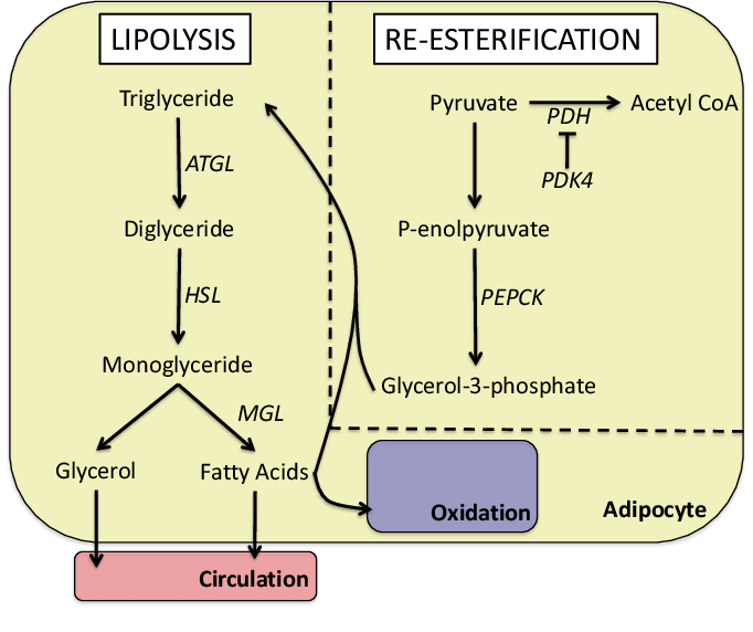 <ol><li><p>TAG bryts ner till DAG med <strong>ATGL</strong> (adipose triglycerid lipas). </p></li><li><p>DAG bryts ner till MAG med <strong>HSL</strong> (hormonkänsligt lipas). </p></li><li><p>MAG bryts ner till en glycerol och en fettsyra med <strong>MGL</strong> (monoglycerid lipas). </p></li></ol><p></p>