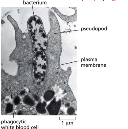 <p>The intake of particles, molecules, or even other organisms too large for clathrin pits. Actin filaments stretch the cell membrane to ingulf the foreign body&nbsp;</p>