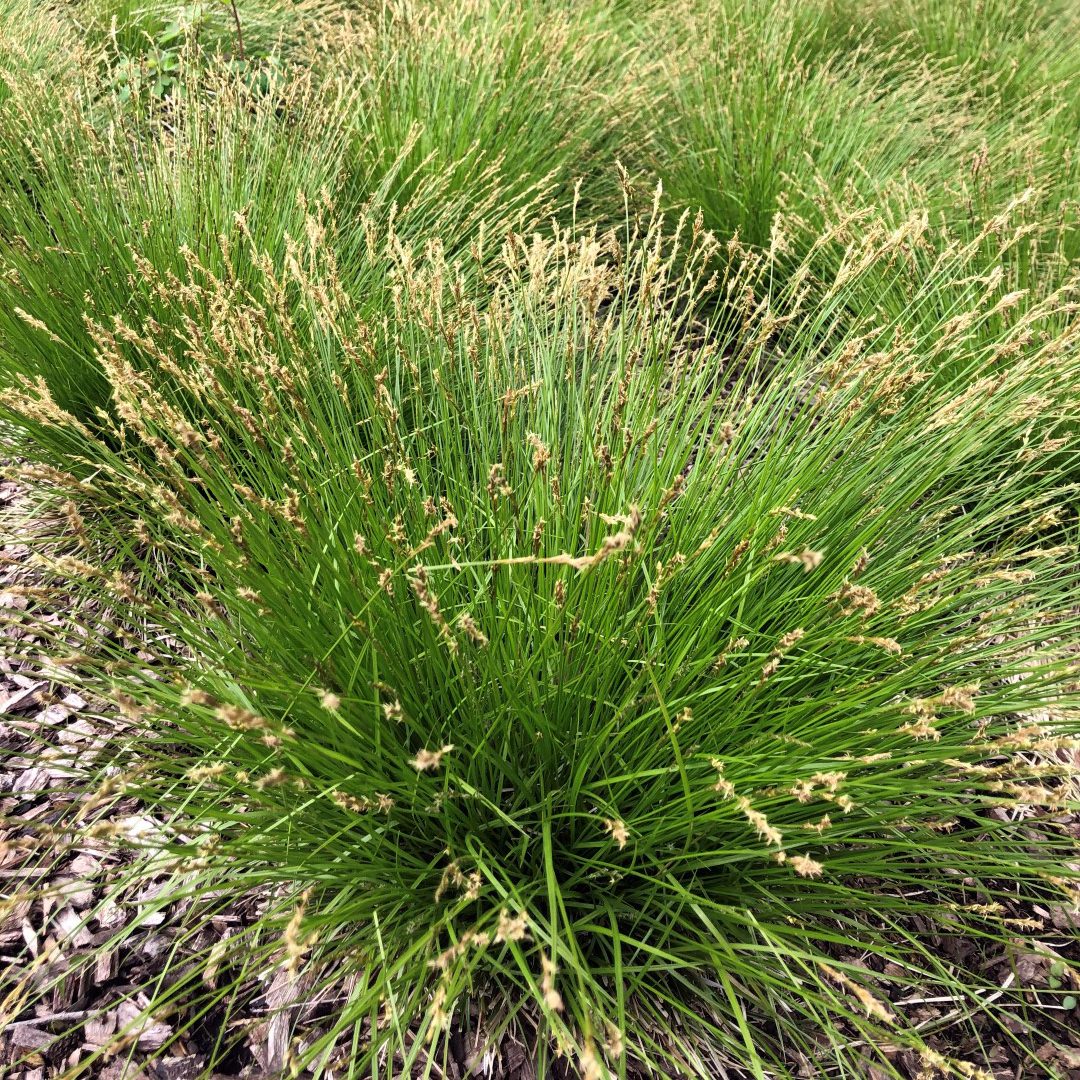 Family: Cyperaceae

SN: Carex bromoides