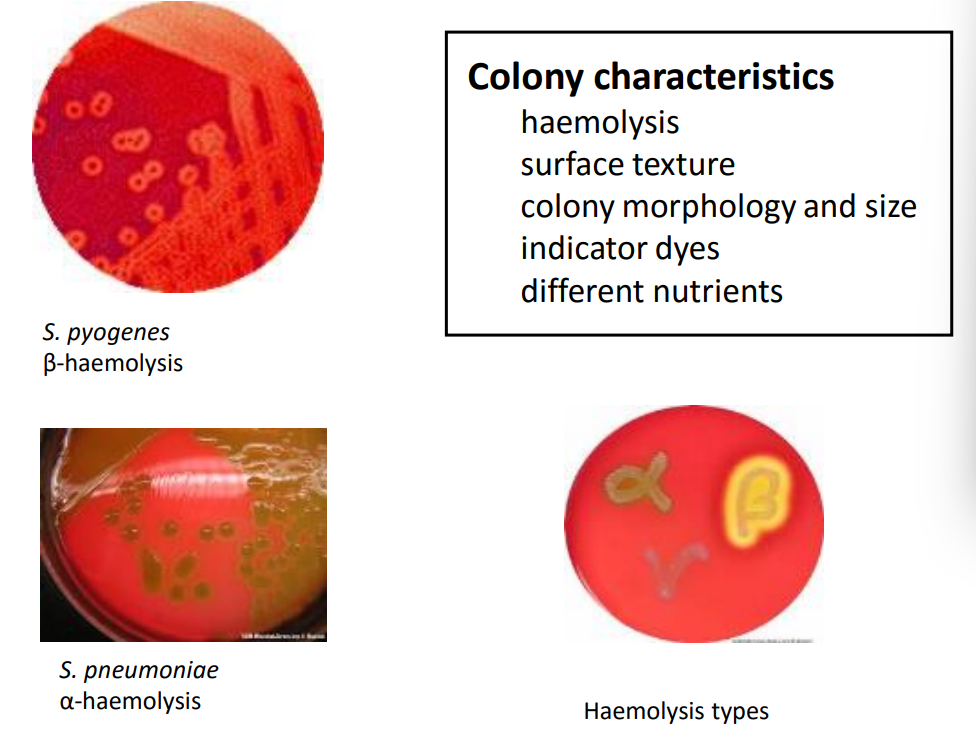 <p>agar plate that contains whole blood cells </p><p>alpha, beta and gamma haemolysis - breaking down blood cells to release its components </p>