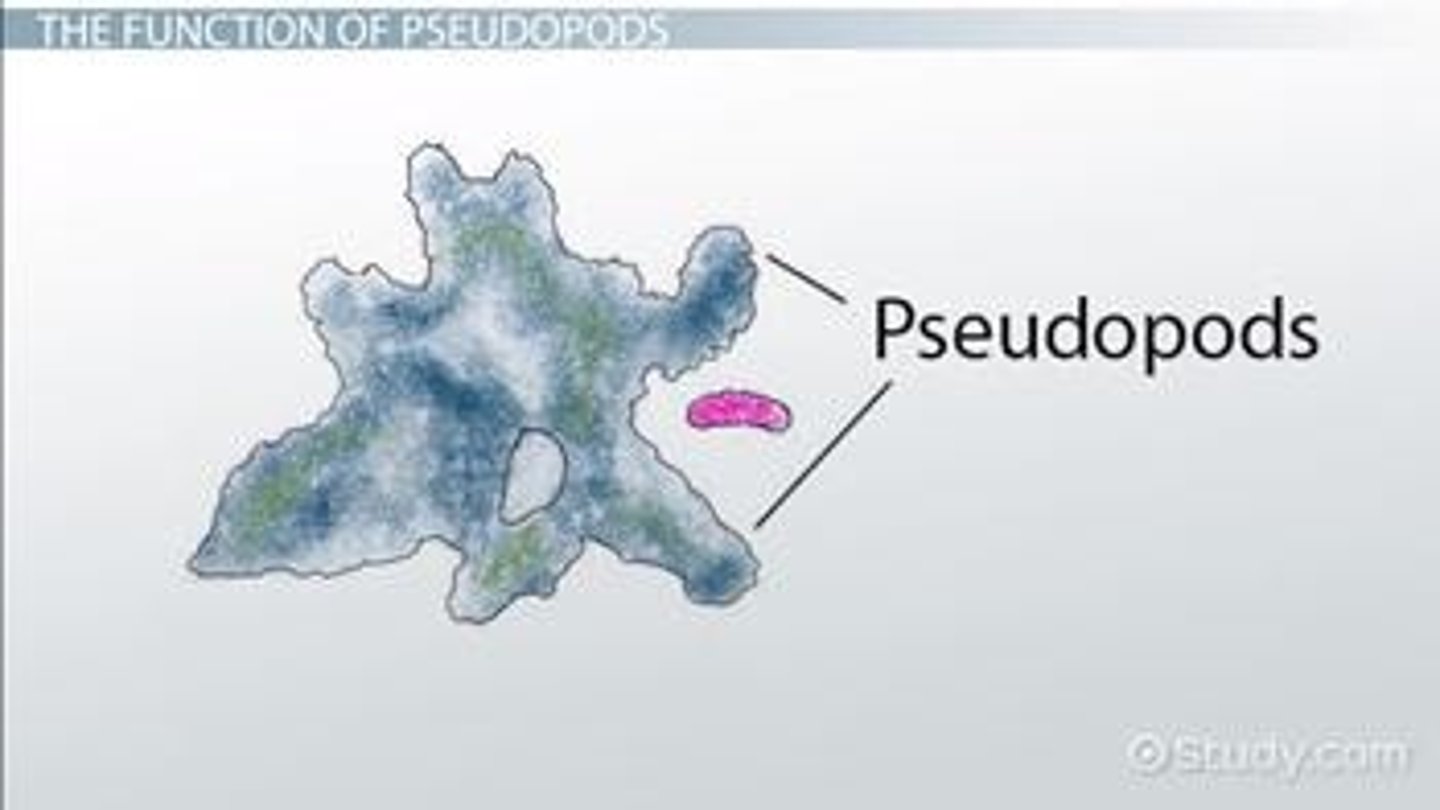 <p>limb like structures formed by amoeba that help cell change shape to move/engulf food</p>