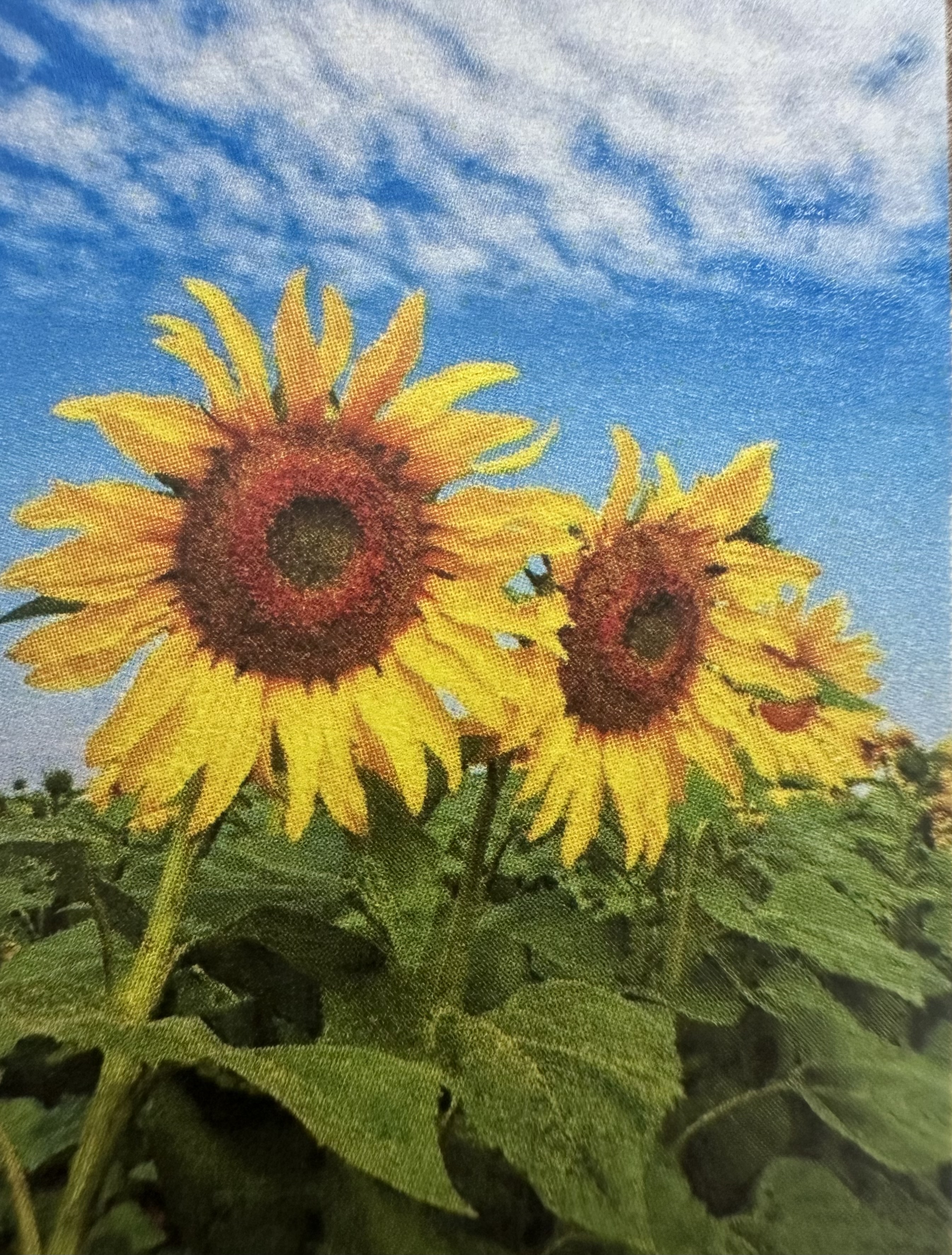 <p>Helianthus annuus</p>