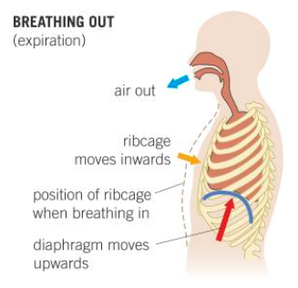 <ul><li><p>IIM contract/EIM relax</p></li><li><p>ribs move downwards and inwards - decreasing vol. of thorax</p></li><li><p>diaphragm muscles relax and so it is pushed up against the contents of the abdomen </p></li><li><p>vol. of thorax decreases</p></li><li><p>decreased vol. of thorax increases pressure in lungs</p></li><li><p>air is forced out of lungs by increased pulmonary pressure</p></li></ul><p></p>