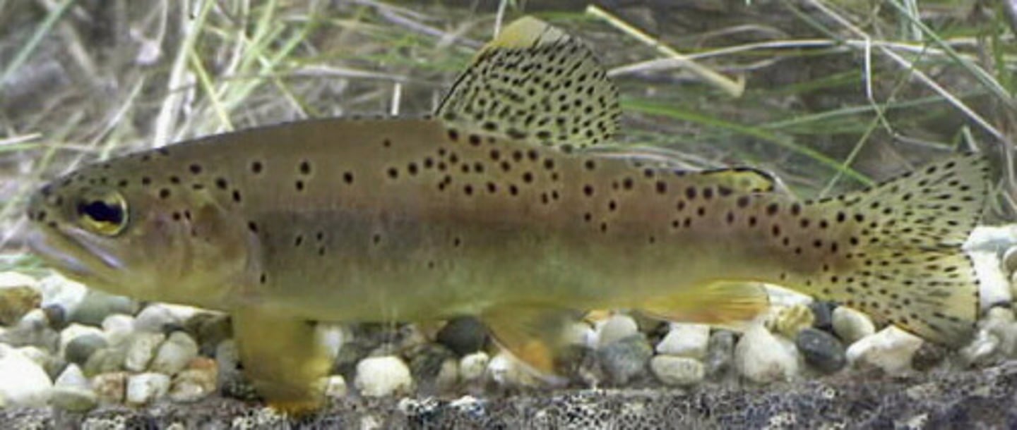 <p>Oncorhynchus apache</p>