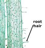 Cells that absorb water and mineral ions from the soil, via diffusion, osmosis or active transport using structures with a large surface area