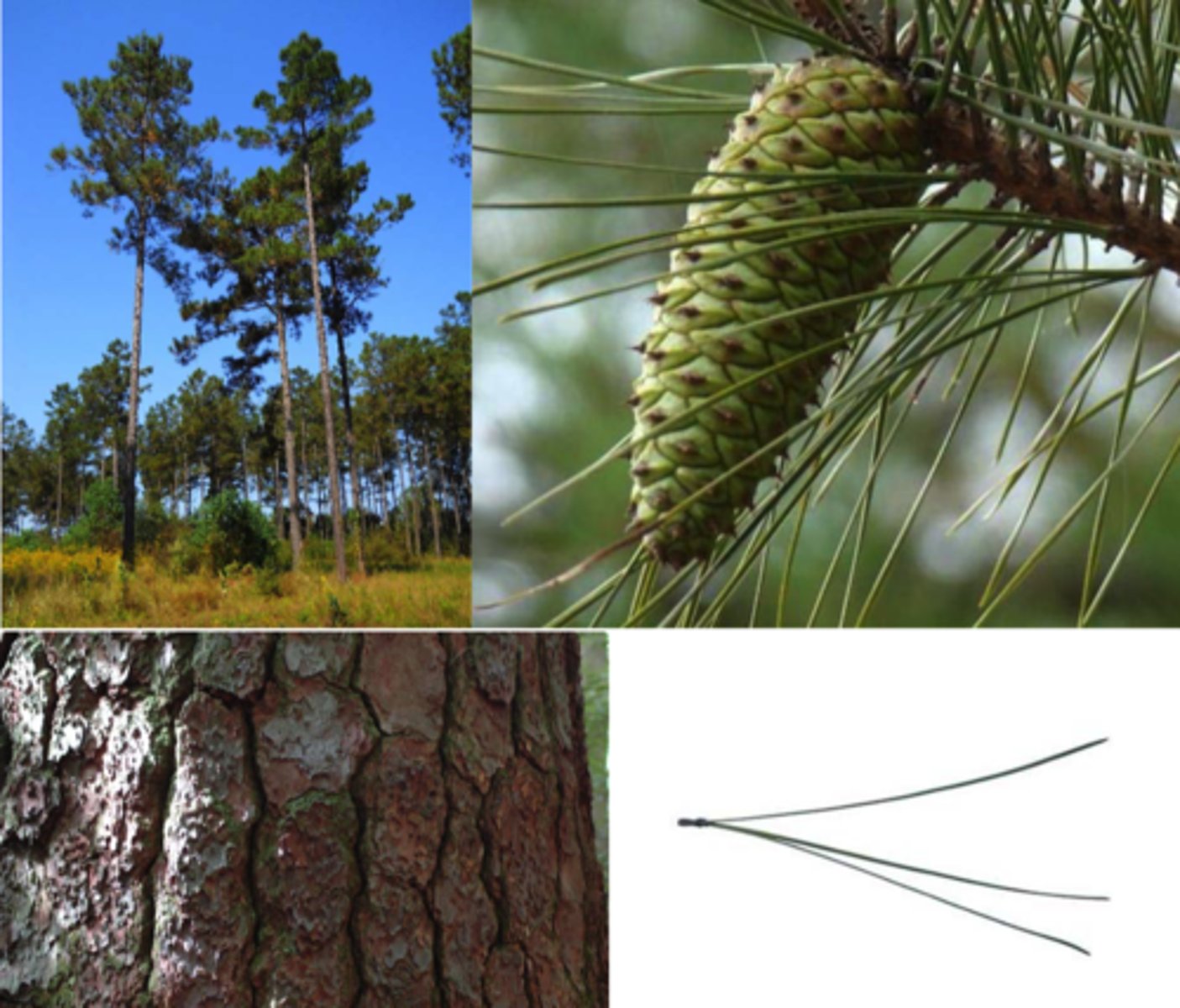 <p>scaly furrowed bark</p><p>fascicles 6-9 inches in bundles of 3</p><p>Cones 3-6 inches and spiky</p>