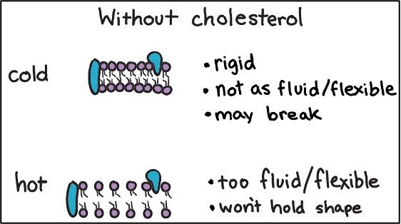 <p>Cholesterol</p>
