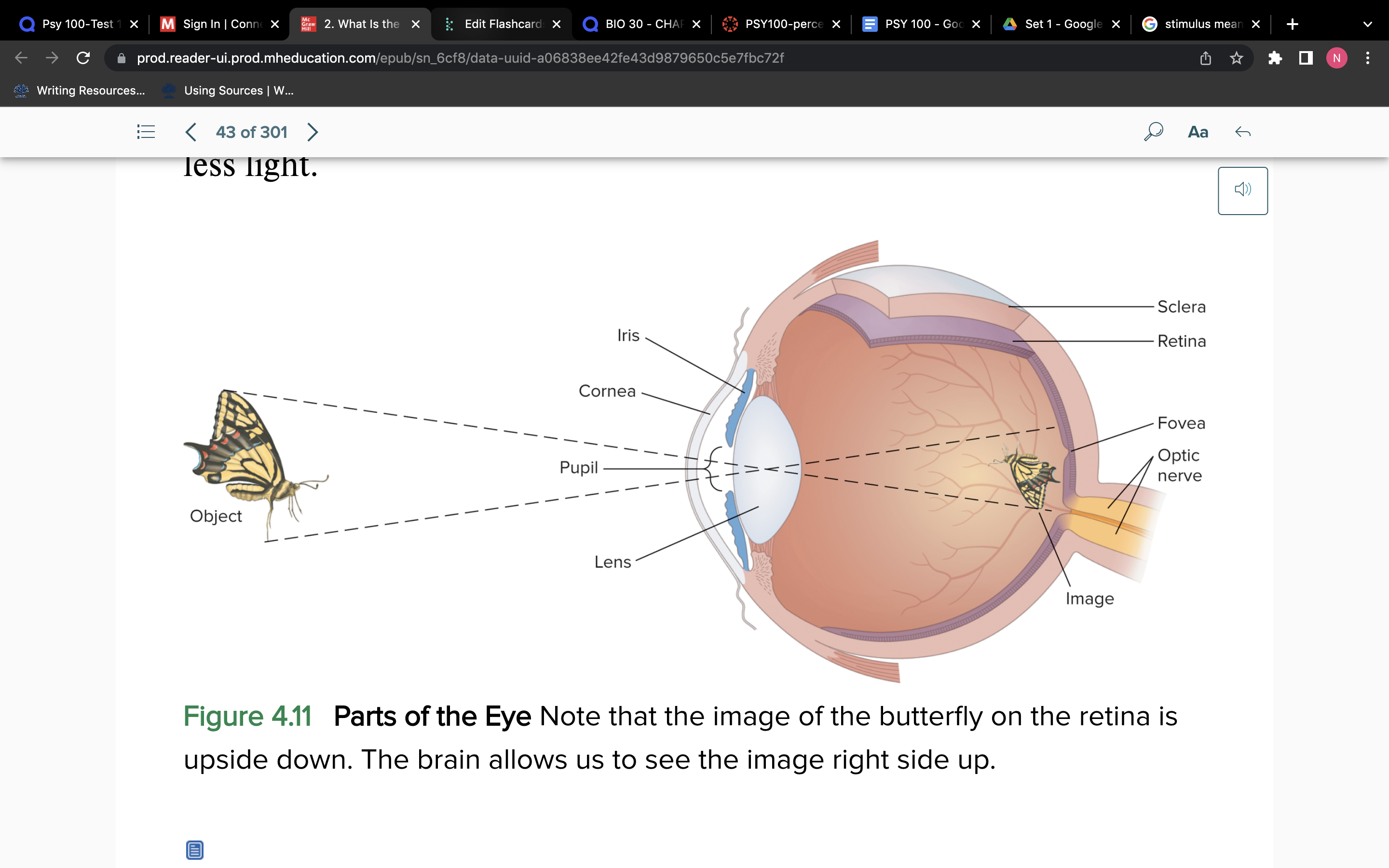 <p>Sclera:</p><ul><li><p>White of the eye</p></li><li><p>Protects eye, maintains shape</p></li></ul><p>Iris:</p><ul><li><p>Coloured part of the eye</p></li><li><p>The iris control muscles that control the pupils allowing a certain amount of light through the pupil</p></li></ul><p>Pupil: Hole in the eye, light enters through it</p>