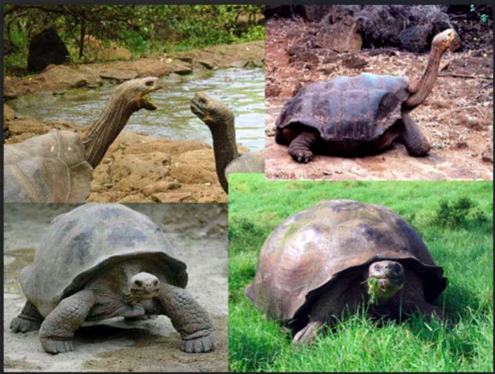 <p>Darwin noticed that different, yet related, animal species often occupied different habitats within a local area</p>