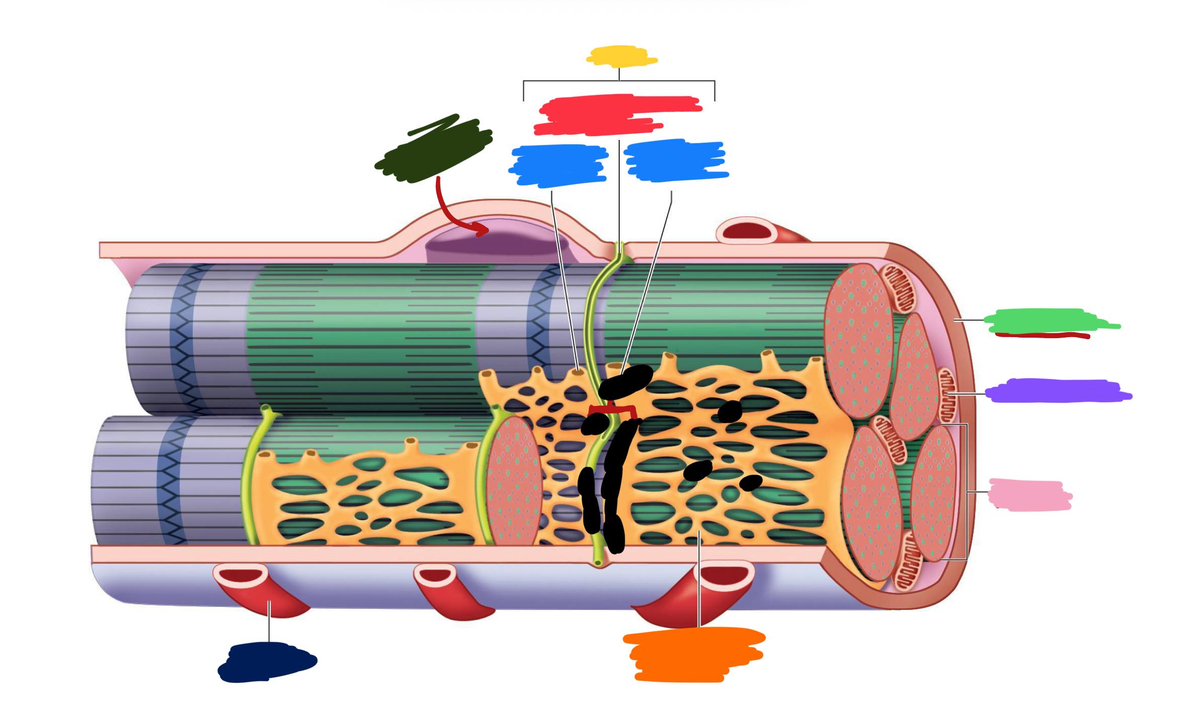 <p>What label is covered by dark blue?</p>