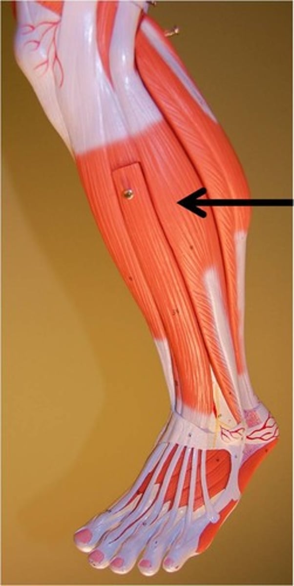 <p>plantar flexes and everts foot</p>