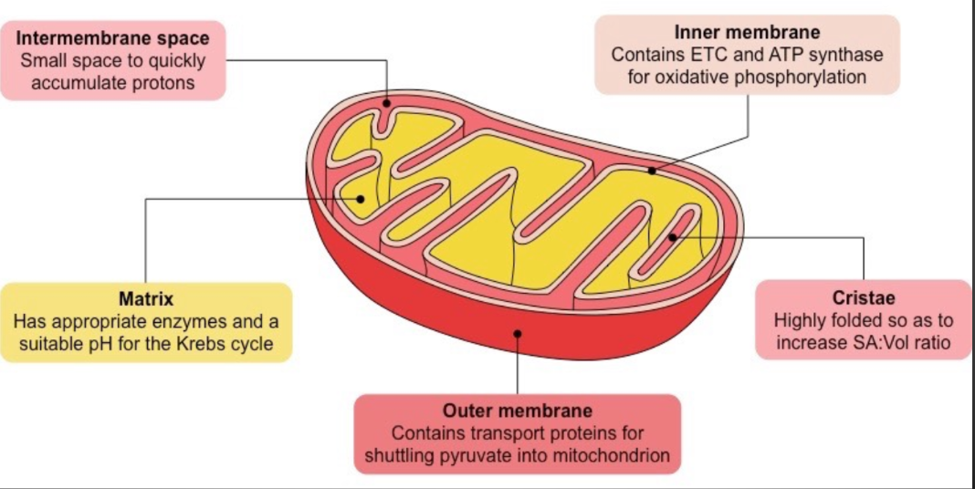 <ul><li><p>Membrane bound organelle </p></li><li><p>Referred to as a powerhouse because it generates most of the ATP with the Kreb’s cycle and Electron Transport Chain</p></li><li><p>Composed of an inner and outer membrane </p></li><li><p><strong>Intermembrane space </strong>- is space between inner and outer membrane</p></li><li><p><strong>Matrix </strong>- is the interior aqueous environment inside the inner membrane</p></li></ul><p></p>