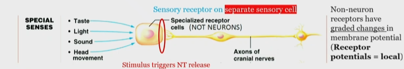 <p>Specialized receptors cells receive signal and the stimulus causes Neuro transmitter release</p><p>Transmitts impulse into neurons</p>