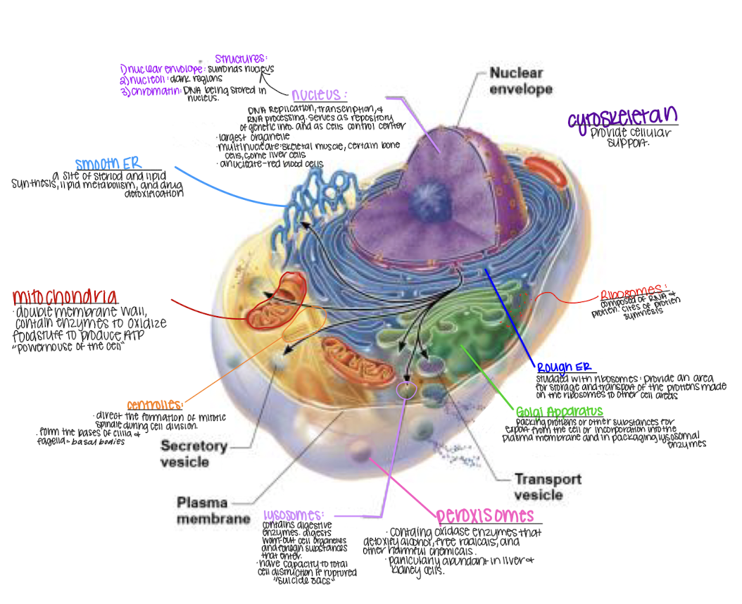 knowt flashcard image