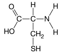 <p>Researchers compared similar proteins from related organisms in different habitats. They found that the proteins from organisms living in harsh environments had a greater number of cysteine amino acids and are more adaptable to the environment than did proteins from organisms not living in harsh environments. The structure of cysteine is shown. Bonds can form between the sulfur atom of a different cysteine amino acids (S-S bonds) making the protein stronger. Figure 1. Chemical structure of cysteine</p><p>Which of the following describes the effect of a greater number of cysteine amino acids on the stability of the proteins? </p>
