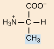 <p>nonpolar,aliphatic R group</p>