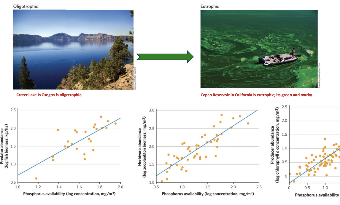<p>Example: The addition of nutrients to aquatic ecosystems, for example, through agricultural fertilizer runoffs, can turn oligotrophic water bodies (a few primary producers, low biomass) into eutrophic ones (many primary producers, high biomass</p>