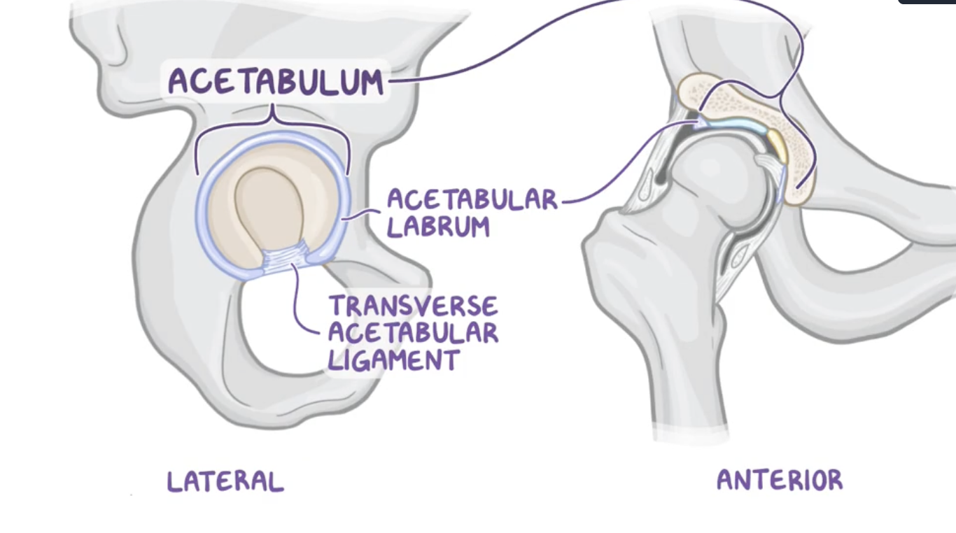 <p>Acetubular labrum</p>