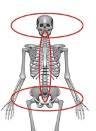 <p>complex shapes</p><p><br>Examples: vertebrae, facial bones</p>