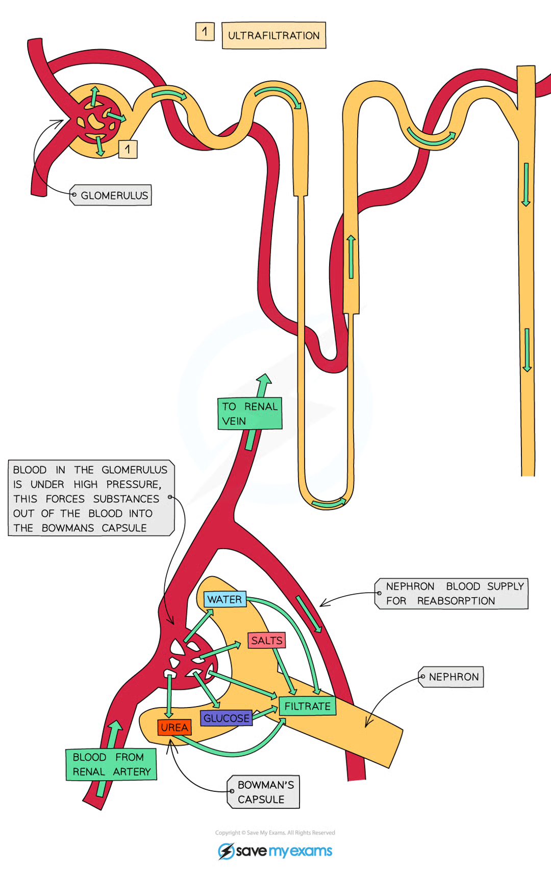 <ul><li><p>arterioles branch off renal artery and lead to each nephron, where they form a bundle of capillaries (glomerulus) sitting inside the Bowman’s capsule</p></li><li><p>capsule gets narrower as they get further into the glomerulus which increases blood pressure</p></li><li><p>eventually causes smaller molecules in blood to be forced out of capillaries into the bowman’s capsule, where they form glomerular filtrate; substances in filtrate include:</p><ul><li><p>glucose</p></li><li><p>water</p></li><li><p>urea</p></li><li><p>salts</p></li></ul></li><li><p>some components are useful and will be reabsorbed back into the blood further down the nephron</p></li></ul><p></p>