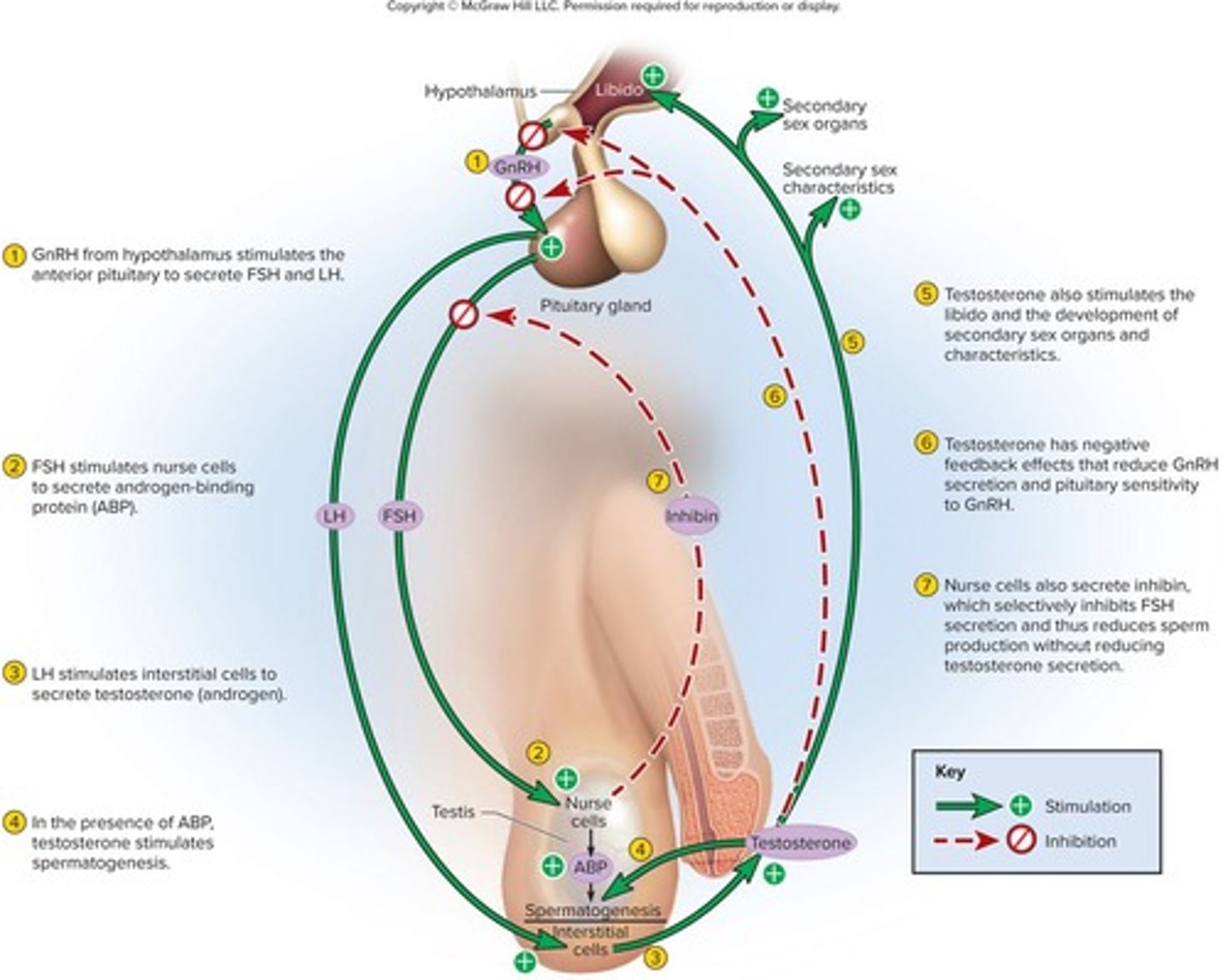 <p>It regulates reproductive function through hormone secretion.</p>