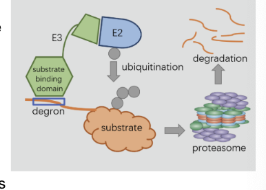 <p>are amino acid sequences that control <strong>protein half lifew</strong></p><ul><li><p>degron = specific sequence of AA that indicate a protein should be <strong>degraded</strong></p></li><li><p>for many proteins, the amino-terminal residue AA (N-degron) = important degradation signal for <strong>E3 enzyme</strong></p><ul><li><p>may only be exposed <strong>after</strong> proteolytic cleavage</p></li><li><p>may be added <strong>after</strong> protein synthesis</p></li><li><p>may require other modifications</p></li></ul></li><li><p>other degrons include cyclin destruction boxes and PEST sequences</p></li></ul><p></p>