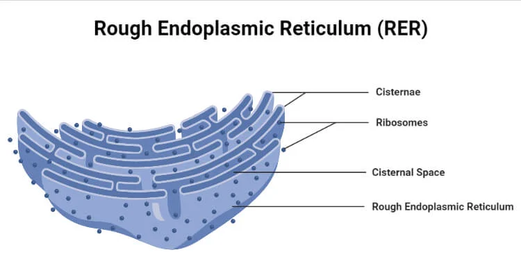 <ul><li><p>Has ribosomes, which are small, round organelles whose function it is to make proteins.</p></li><li><p>syntheses proteins that will later leave the cell</p></li></ul><p></p>