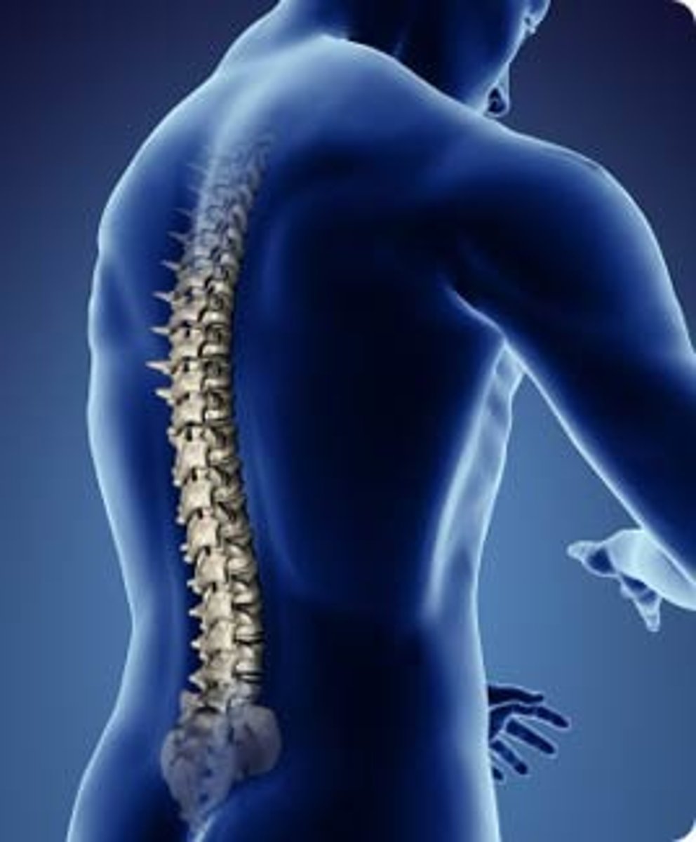 <p>Vertebrae, backbones</p>