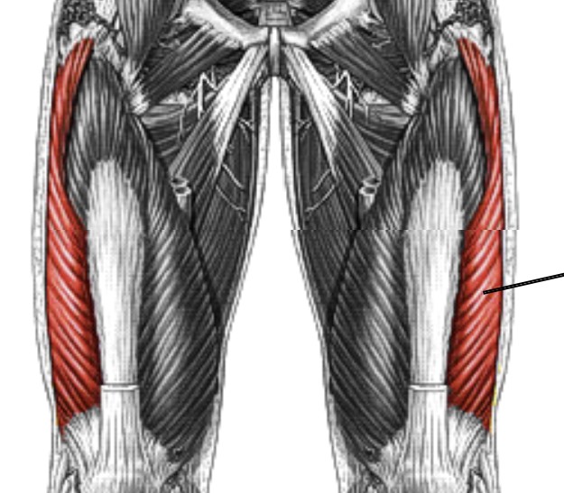 <p>Which muscle of the leg/knee is:</p><ul><li><p>On anterior thigh</p></li><li><p>Lateral to vastus intermedius and vastus medialis</p></li><li><p>Action: ext knee</p></li><li><p>Nerve: <span style="color: yellow;"><span>femoral</span></span></p></li></ul><p></p>