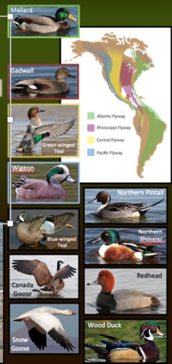 <p>. Northern grasslands in North America play a critical role in waterfowl production</p><p>. four major flyways between breeding grounds in the north and wintering grounds in the south</p><p>. northern prairie wetlands provide critical nesting habitat for millions of waterfowl each year, e.g., the Prairie Pothole region</p>