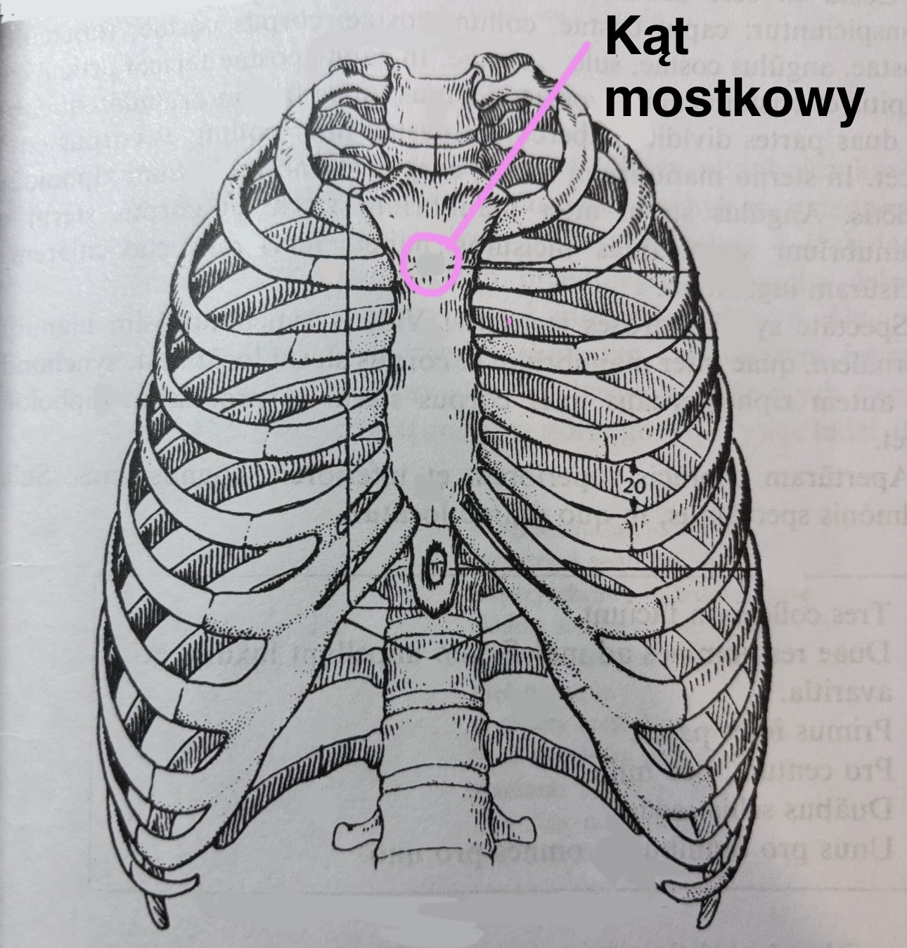 <p>Angulus sterni</p>