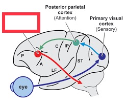 region of the frontal lobe associated with motor commands to orient the eyes toward an object of visual attention
