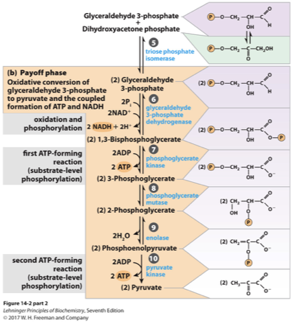 <p>is the second stage of glycolysis where ATP is produced through substrate-level phosphorylation and NADH is generated, leading to the conversion of glyceraldehyde-3-phosphate to pyruvate. </p>